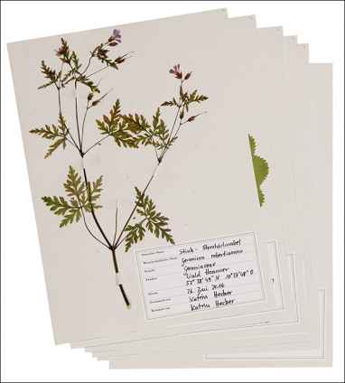 Herbarium 5 Pflanzen frei wählbar 140 Arten. Pflanzen aus 2019 